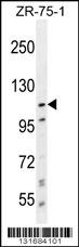PCDHA8 Antibody (C-term) (Cat. #TA324458) western blot analysis in ZR-75-1 cell line lysates (35ug/lane).This demonstrates the PCDHA8 antibody detected the PCDHA8 protein (arrow).