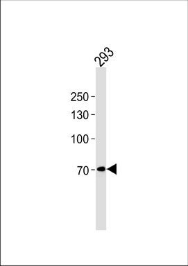 POU6F2 Antibody (N-term) (Cat. #TA324486) western blot analysis in 293 cell line lysates (35ug/lane).This demonstrates the POU6F2 antibody detected the POU6F2 protein (arrow).
