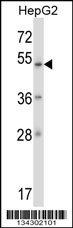 ZNF207 Antibody (N-term) (Cat. #TA324548) western blot analysis in HepG2 cell line lysates (35ug/lane).This demonstrates the ZNF207 antibody detected the ZNF207 protein (arrow).