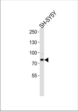 ORC3L Antibody (N-term) (Cat. #TA324578) western blot analysis in SH-SY5Y cell line lysates (35ug/lane).This demonstrates the ORC3L antibody detected the ORC3L protein (arrow).