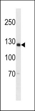 SGOL2 Antibody (Center) (Cat. #TA324690) western blot analysis in U-937 cell line lysates (35ug/lane).This demonstrates the SGOL2 antibody detected the SGOL2 protein (arrow).