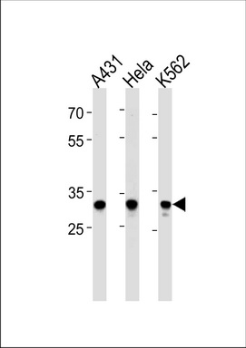 APBB3 Antibody (Center) (Cat. #TA325130) western blot analysis in A431, Hela, K562 cell line lysates (35ug/lane).This demonstrates the APBB3 antibody detected the APBB3 protein (arrow).