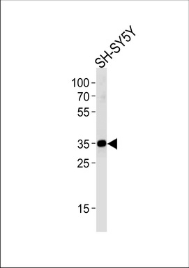 STX1B Antibody (N-term) (Cat. #TA328136) western blot analysis in SH-SY5Y cell line lysates (35ug/lane).This demonstrates the STX1B antibody detected the STX1B protein (arrow).