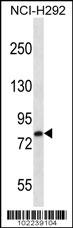 LRP3 Antibody (E676) (Cat.#TA324821) western blot analysis in NCI-H292 cell line lysates (35ug/lane).This demonstrates the LRP3 antibody detected the LRP3 protein (arrow).