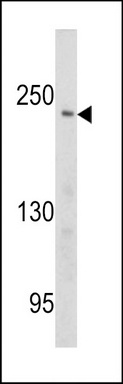 Western blot analysis of PCM-1 antibody (Center) (Cat.#TA324939) in Ramos cell line lysates (35ug/lane). PCM-1 (arrow) was detected using the purified Pab.