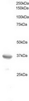 TA302703 staining (0.5ug/ml) of HeLa lysate (RIPA buffer, 35ug total protein per lane). Primary incubated for 1 hour. Detected by western blot using chemiluminescence.