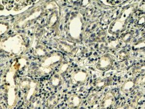 (4ug/ml) staining of paraffin embedded Human Kidney. Steamed antigen retrieval with Tris/EDTA buffer pH 9, HRP-staining.