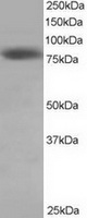 TA302826 staining (0.5ug/ml) of Hela lysate (RIPA buffer, 35ug total protein per lane). Primary incubated for 1 hour. Detected by western blot using chemiluminescence.