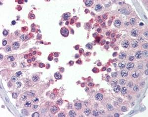(5ug/ml) staining of paraffin embedded Human Testis. Steamed antigen retrieval with citrate buffer pH 6, AP-staining.