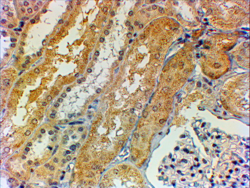 TA334194 (2ug/ml) staining of paraffin embedded Human Kidney. Steamed antigen retrieval with citrate buffer pH 6, HRP-staining.