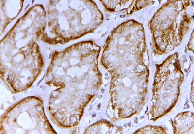 TA326317 (2ug/ml) staining of paraffin embedded Human Kidney. Steamed antigen retrieval with citrate buffer pH 6, HRP-staining.