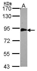 Sample (30 ug of whole cell lysate). A: H1299. 7.5% SDS PAGE. EML1 antibody. TA308616 diluted at 1:500.