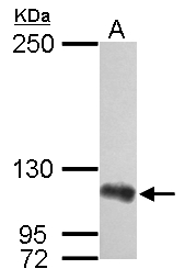 Sample (30 ug of whole cell lysate). A: 293T. 5% SDS PAGE. TA308833 diluted at 1:1000.