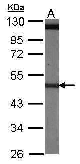 Sample (30 ug of whole cell lysate). A: NIH-3T3. 10% SDS PAGE. TA308381 diluted at 1:1000.