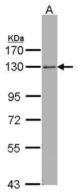 Sample (30 ug of whole cell lysate). A: Hep G2. 7.5% SDS PAGE. TA308388 diluted at 1:1000