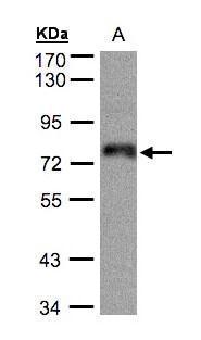 Sample (30 ug whole cell lysate). A:A431. 7.5% SDS PAGE. TA307949 diluted at 1:500