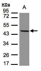 Sample (30 ug of whole cell lysate). A:MOLT4. 7.5% SDS PAGE. TA308093 diluted at 1:1000