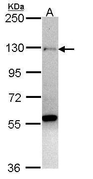 Sample (30 ug of whole cell lysate). A: H1299. 7.5% SDS PAGE. TA308411 diluted at 1:1000.