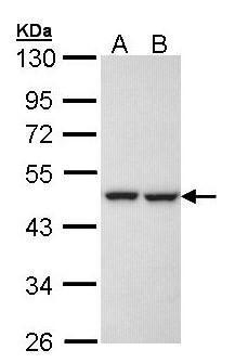 Sample (30 ug of whole cell lysate). A: H1299. B: Hela. 10% SDS PAGE. TA307952 diluted at 1:1000