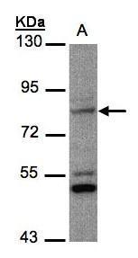 Sample (30 ug whole cell lysate). A:MOLT4. 7.5% SDS PAGE. TA308016 diluted at 1:1000