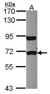 Sample (30 ug of whole cell lysate). A: HCT116. 7.5% SDS PAGE. TA308397 diluted at 1:1000.