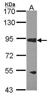 Sample (30 ug of whole cell lysate). A: H1299. 7.5% SDS PAGE. RASA3 antibody. TA308271 diluted at 1:1000.