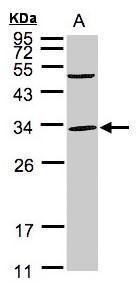 Sample (30 ug whole cell lysate). A:293T. 12% SDS PAGE. TA307980 diluted at 1:1000