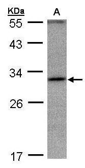 Sample (30 ug whole cell lysate). A:Hep G2. 12% SDS PAGE. TA309064 diluted at 1:1000