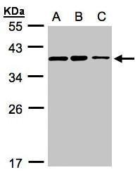 Sample (30 ug whole cell lysate). A:H1299. B:HeLa S3. C:Hep G2. 12% SDS PAGE. TA309012 diluted at 1:3000