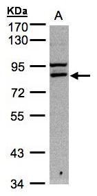 Sample. A: 30ug of Hep G2 whole cell lysate. 7.5% SDS PAGE. TA307896 diluted at 1:1000
