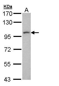 Sample (30 ug of whole cell lysate). A: H1299. 7.5% SDS PAGE. TA308963 diluted at 1:1000