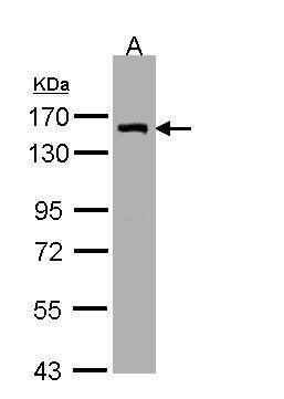 Sample (30ug whole cell lysate). A:H1299. 7.5% SDS PAGE. TA308060 diluted at 1:3000