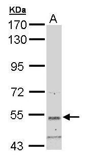 Sample (30 ug of whole cell lysate). A: Hep G2. 7.5% SDS PAGE. TA308182 diluted at 1:3000.