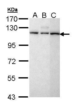 Sample (30 ug of whole cell lysate). A: H1299. B: Hela. C: Molt-4. 7.5% SDS PAGE. TA308280 diluted at 1:5000.