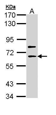 WB Suggested Anti-SERAC1 Antibody Titration: 0.2-1ug/ml; ELISA Titer: 1:62500; Positive Control: Human heart