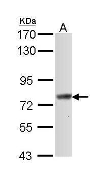 Sample (30 ug of whole cell lysate). A: Hep G2. 7.5% SDS PAGE. TA308041 diluted at 1:1000.
