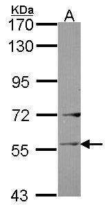 Sample (30 ug of whole cell lysate). A: Raji. 7.5% SDS PAGE. TA307920 diluted at 1:1000.