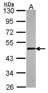 Sample (30 ug of whole cell lysate). A: A549. 10% SDS PAGE. TA308728 diluted at 1:5000.