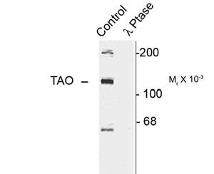 Western blot of rat cortex lysate showing specific immunolabeling of the ~120k TAO2 phosphorylated at Ser181 (Control). The phosphospecificity of this labeling is shown in the second lane (lambda-phosphatase: I>>-Ptase). The blot is identical to the control except that it was incubated in I>>-Ptase (1200 units for 30 min) before being exposed to the Ser181 TAO2 antibody. The immunolabeling is completely eliminated by treatment with I>>-Ptase.