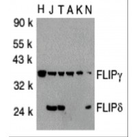 WB Suggested Anti-Egr1 Antibody Titration: 0.2-1ug/ml; ELISA Titer: 1:62500; Positive Control: Mouse Heart
