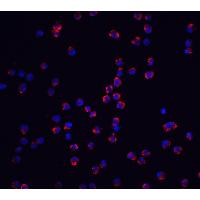 /assets/images/antibody/110/5447-1-f.jpg