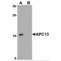 Western blot analysis of APC13 in Jurkat cell tissue lysate with APC13 antibody at 1ug/ml in (A) the absence and (B) the presence of blocking peptide.