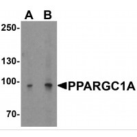 Western blot analysis of PPARGC1A in mouse liver tissue lysate with PPARGC1A antibody at (A) 1 and (B) 2ug/ml.