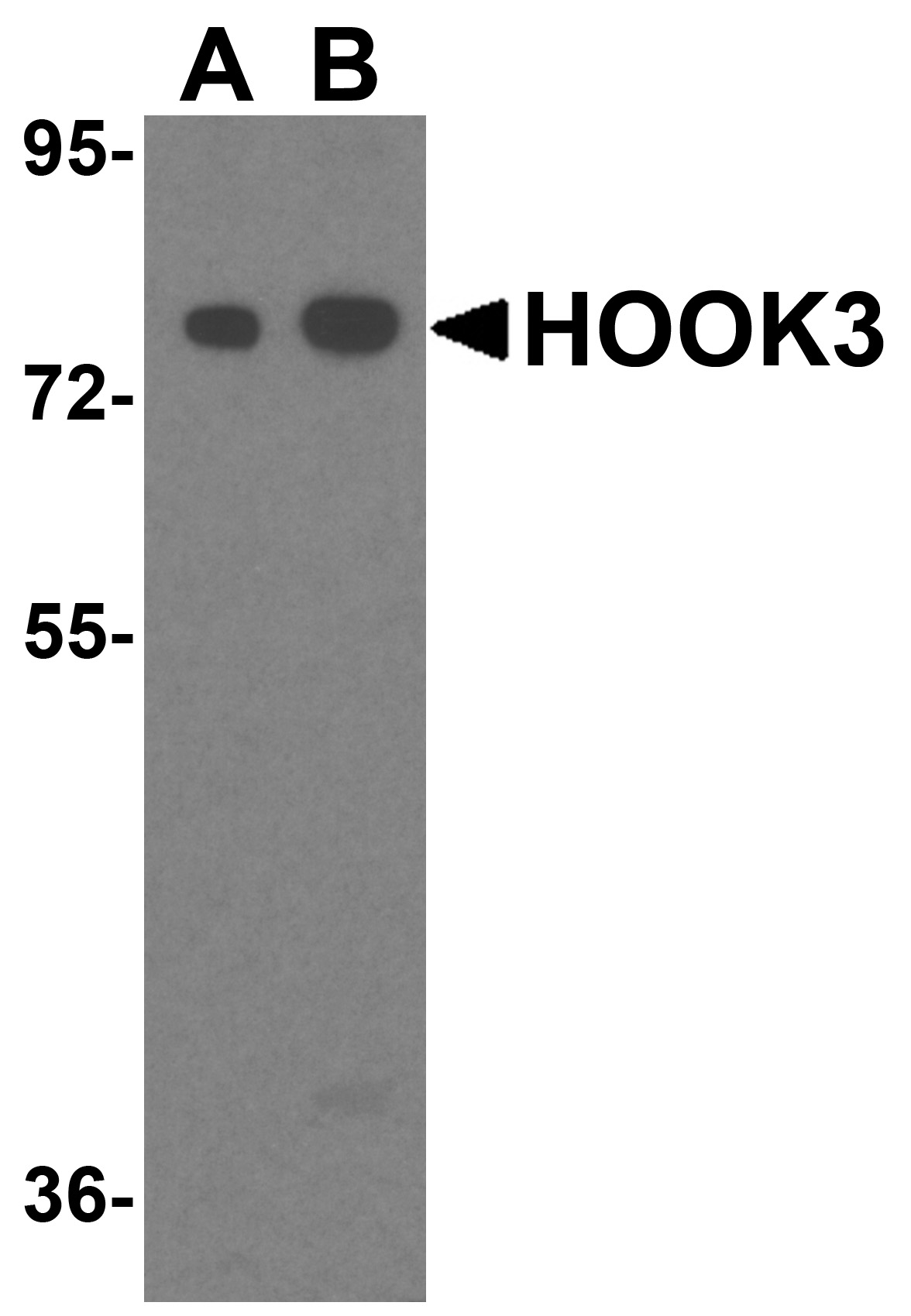 Western blot analysis of HOOK3 in mouse brain tissue lysate with HOOK3 antibody at 1ug/ml.