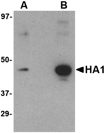 /assets/images/antibody/110/pm-4007-1-w.jpg