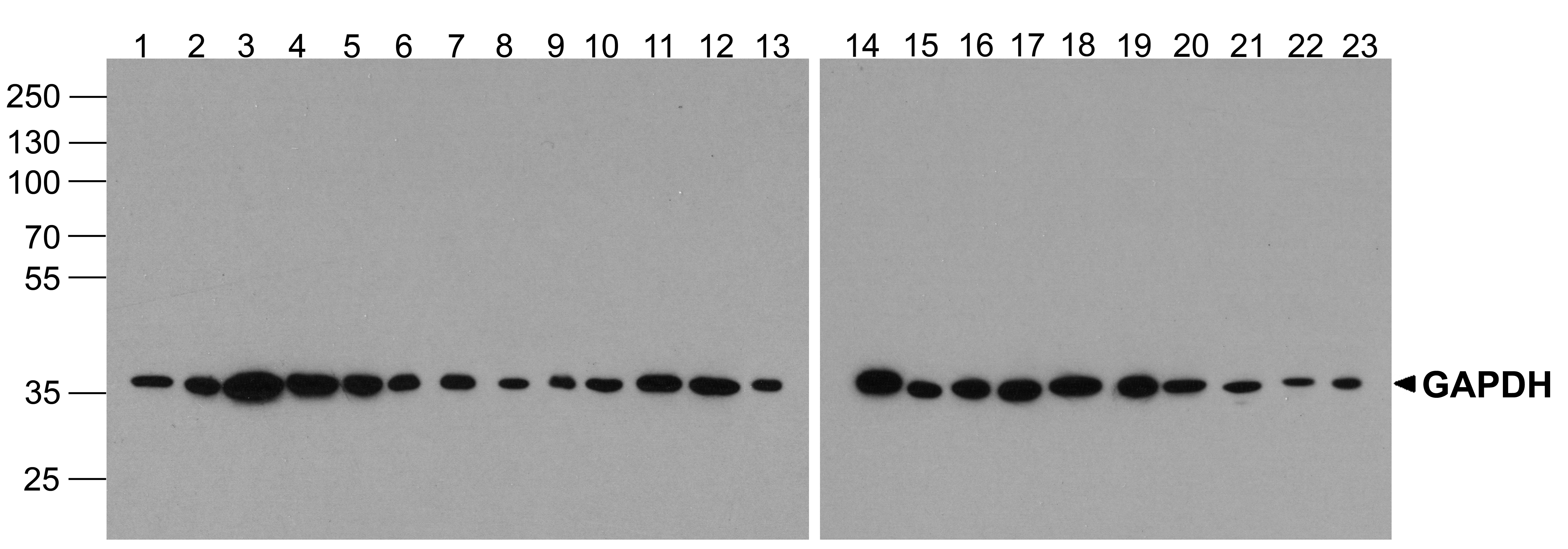 Western blot analysis of extracts of various cell lines, using SENP8 antibody (TA381359) at 1:3000 dilution.|Secondary antibody: HRP Goat Anti-Rabbit IgG (H+L) at 1:10000 dilution.|Lysates/proteins: 25ug per lane.|Blocking buffer: 3% nonfat dry milk in TBST.|Detection: ECL Enhanced Kit .|Exposure time: 30s.