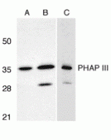 Western blot analysis of PHAP III expression in human A549 (A) and HepG2 (B) cells, and rat testis (C) with PHAP antibody III at 1 ug/ml.