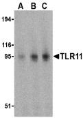 Western blot analysis of TLR11 in RAW264.7 cell lysates with TLR11 antibody at (A) 0.5, (B) 1, and (C) 2 ug/mL.