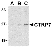 Western blot analysis of CTRP7 in 3T3 cell lysate with CTRP7 antibody at (A) 1, (B) 2, and (C) 4 ug/ml.