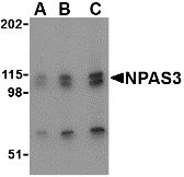 Western blot analysis of NPAS3 in SK-N-SH cell lysate with NPAS3 antibody at (A) 0.5, (B) 1 and (C) 2 ug/ml.